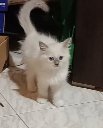Femmina Ragdoll Blue point solo a Lazio, provincia
