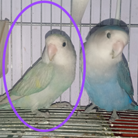Femmina grigia inseparabile