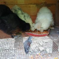 Polli razza Moroseta gallo e galline