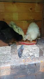 Polli razza Moroseta gallo e galline