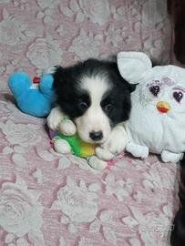 Cuccioli di Border Collie