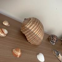 SET CONCHIGLIE ARREDAMENTO
