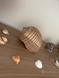 SET CONCHIGLIE ARREDAMENTO