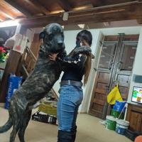 Cuccioli di cane corso gigante