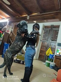 Cuccioli di cane corso gigante