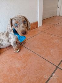 Bassotto Occhi BLU