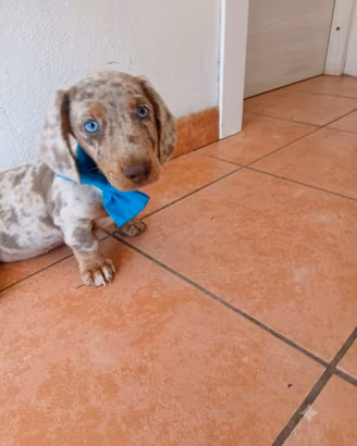 Bassotto Occhi BLU