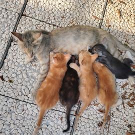gattini