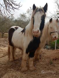 Puledri Gypsy Cob