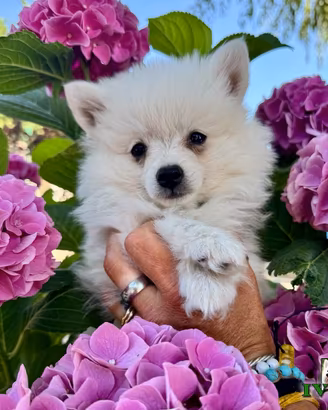 Cucciolo di Volpino Italiano
