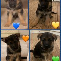 Cuccioli di pastore tedesco