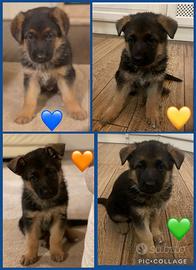 Cuccioli di pastore tedesco
