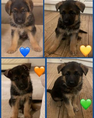 Cuccioli di pastore tedesco