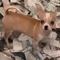 Chiwawa toy