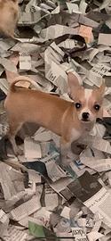 Chiwawa toy