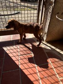 Cuccioli segugio maremmano