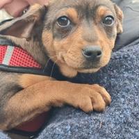 Cucciola taglia contenuta