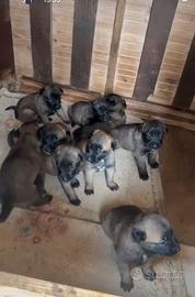 Cucciolo Pastore Belga Malinois con pedigree ENCI
