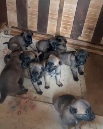 Cucciolo Pastore Belga Malinois con pedigree ENCI
