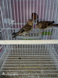 Ibridi di cardellino incardellati