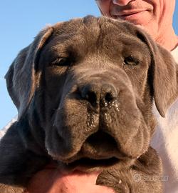 Cucciola grigia cane corso