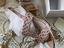 Immagine 5