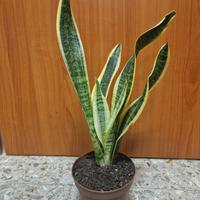 Pianta Lingua di Suocera