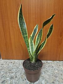 Pianta Lingua di Suocera