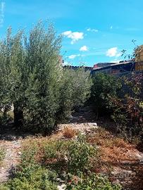 Casa indipendente con cortile