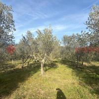 Terreno Agricolo Arezzo [RIF VA15VCG]