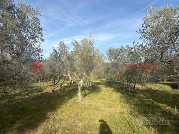 Terreno Agricolo Arezzo [RIF VA15VCG]