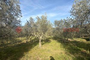Terreno Agricolo Arezzo [RIF VA15VCG]