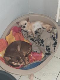 chihuahua