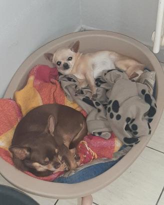 chihuahua