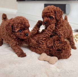 barboncino Red Brown due mesi mini e Toy 