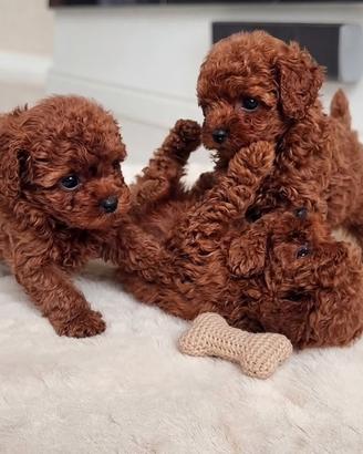 barboncino Red Brown due mesi mini e Toy 