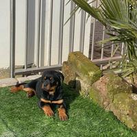 Cucciola di Rotweiler