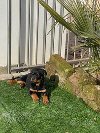 Cucciola di Rotweiler