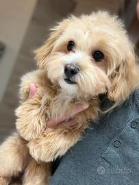 Maltipoo
