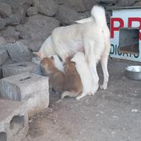 Cuccioli di Akita Inu