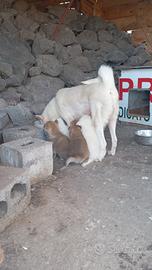 Cuccioli di Akita Inu