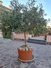Pianta ulivo