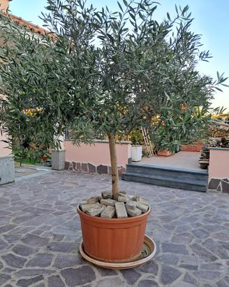 Pianta ulivo