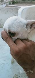 Chihuahua pedigree ENCI 