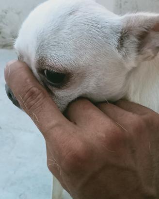 Chihuahua pedigree ENCI 