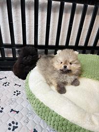 CUCCIOLI volpino pomerania TOY 2 mesi nero rosso