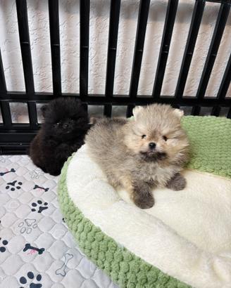 CUCCIOLI volpino pomerania TOY 2 mesi nero rosso