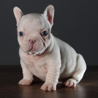 Bulldog francese esotico
