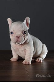 Bulldog francese esotico