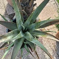 Aloe vera